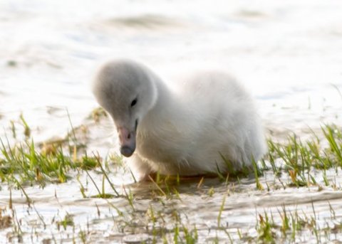 Álftarungi kominn á Bakkatjörn