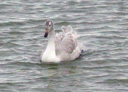 Álftarungi innlyksa á Bakkatjörn