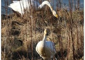 Svandís hreiðar um sig í hólmanum